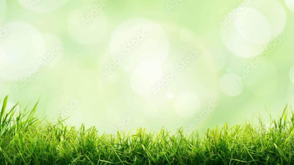 Spring Grass Background 1
