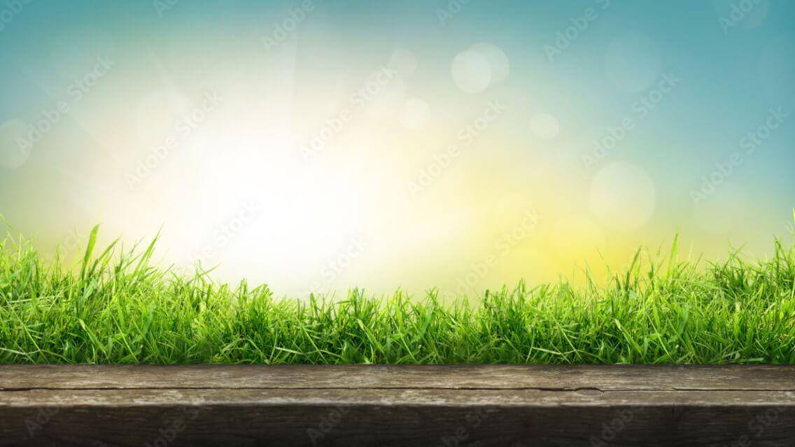Spring Grass Background 2
