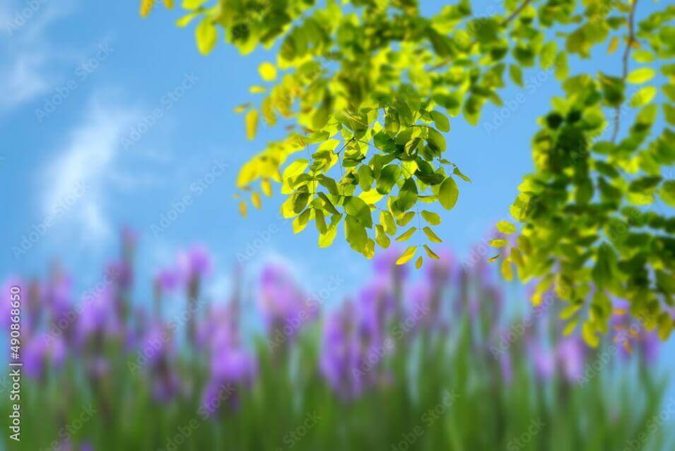 Green Leaves Blue Sky Lavender Flowers Background