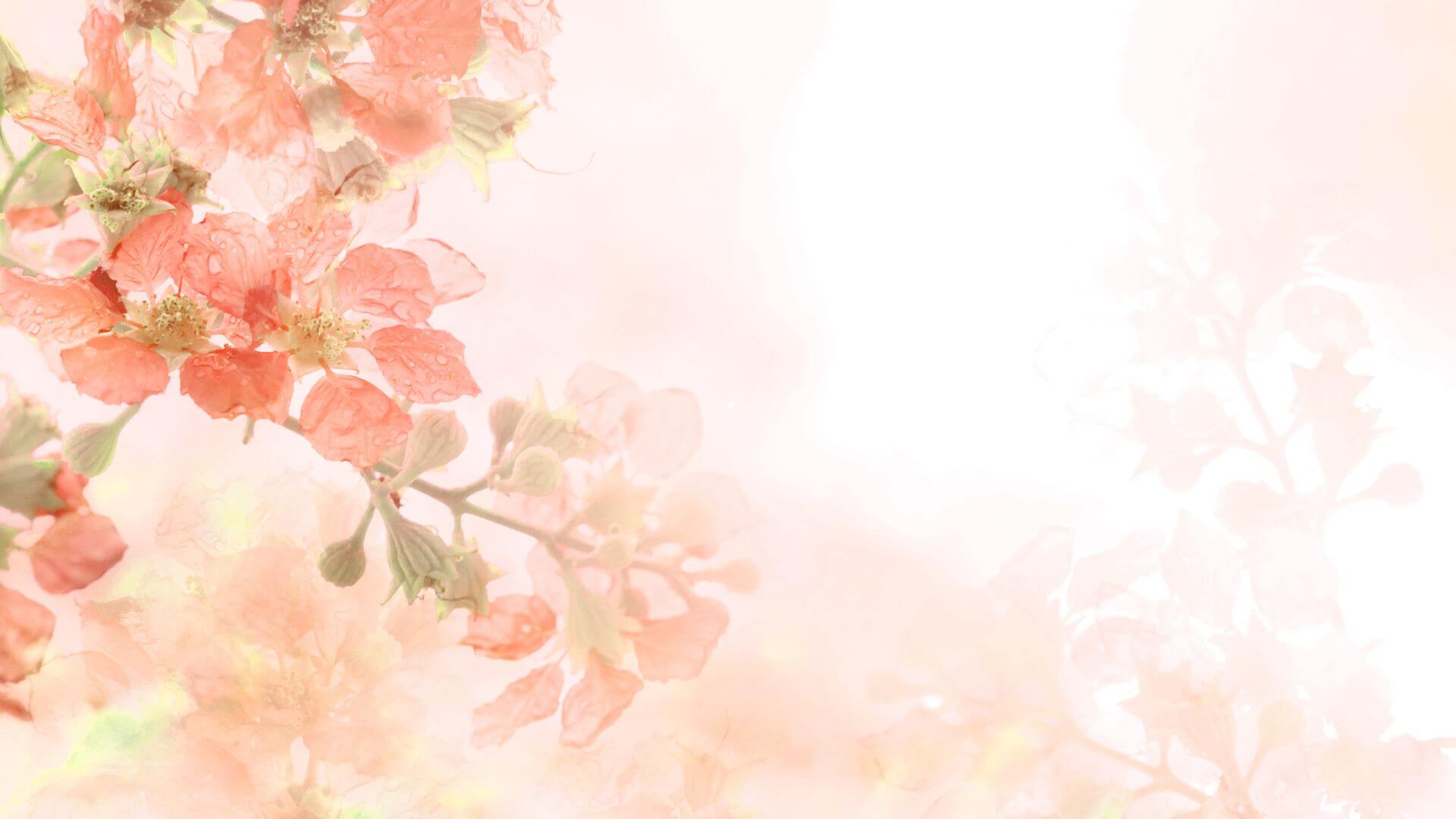 Apple blossons side embellishment on white background